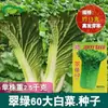 Semillas de Repollo Verde Esmeralda de 60 Días de Maduración, Campos de Verduras de Granja, Resistente al Almacenamiento, Semillas de Repollo de Hoja de Cáñamo Verde de Maduración Temprana