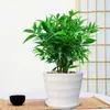 Bambú y Ciprés en Maceta Repelente de Mosquitos Bambú Hidropónico Bambú y Ciprés Planta para Balcón de Oficina Perenne Todo el Año, Tolerante a la Sombra y Resistente al Frío, Absorbe Formaldehído