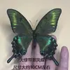 Venta Directa al Por Mayor de Fábrica de Especímenes Reales de Mariposas con Alas Extendidas, Diversos Insectos y Escarabajos, Accesorios para Fotos, Educación Científica, Especímenes Naturales