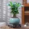 Planta em vaso Rosa-do-deserto, adequada para escritório ou sala de estar, fácil de cuidar, suculenta de pétalas duplas, planta madura, pequena planta verde para desfrutar o ano todo