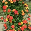 Rosa miniatura, rosa de floración abundante, multiflora, tipo mini, florece todo el año en macetas de balcón