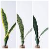 Galhos Artificiais de Filodendro de Zhi Xu, Flores Artificiais, Plantas Verdes, Artesanato para Decoração de Casamento, Estilo Ins, Atacado Transfronteiriço