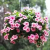 Semillas de Flores, Margaritas, Plantas de Flores de Piretro, Macetas de Interior, Semillas de Girasol, Semillas de Floración de Cuatro Estaciones