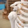 Modelo de simulação de esqueleto humano esqueleto com músculos anexados ponto de início e fim modelo de coloração