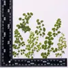 Coleção de Folhas Secas, Adesivos DIY de Folhas Reais, Espécimes de Plantas, Flores Reais, Flores Secas, Materiais para Capa de Celular Relevada, Marcador de Página