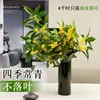 Planta Hidropónica Osmanthus de Cuatro Estaciones Plántula en Maceta con Capullo de Flor Ramas Cortadas Frescas Sabor Luzhou Planta Verde de Interior de Escritorio Cultivada en Agua Flores