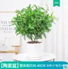 Pepperwood Vasinho Mini Interno Criativo Mesa Pequeno Bonsai Escritório Planta Verde Fácil de Manter o Ano Todo Madeira Fragrante para Afastar Mosquitos