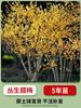 Plántulas de Wintersweet en Maceta Resistentes al Frío Bonsái de Tronco Viejo Plantas con Flor Flores de Interior Todo el Año Wintersweet Nativo Rojo y Verde Balcón