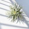 Entrega Base Piña de Aire Houston Hermosa Flor Variedad Fácil Grupo Base Suministro Tillandsia Mayoreo