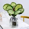 Plantas hidropônicas fáceis de cultivar em ambientes internos Calathea Maçã Verde planta verde planta em vaso adequada para todas as estações sala de estar escritório mesa folhas grandes tolerante à sombra