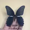 Venta Directa al Por Mayor de Fábrica de Especímenes Reales de Mariposas con Alas Extendidas, Diversos Insectos y Escarabajos, Accesorios para Fotos, Educación Científica, Especímenes Naturales