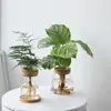 Planta Hidropônica Garrafa Ecológica Vaso de Flor de Água Recipiente Pothos Aspargo Ornamento Micro Paisagem Atacado Vaso de Vidro
