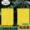 Placa adesiva placa amarela Placa armadilha fabricantes fornecimento Especial para pomar estufa placa azul dupla face thrips mosca branca placa adesiva