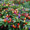 Mudas coloridas de pimenta com frutos, pimentas cereja frescas multicoloridas, pimentas voltadas para cima, flores de varanda e plantas verdes