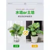 Plantas hidropônicas fáceis de cultivar em ambientes internos Calathea Maçã Verde planta verde planta em vaso adequada para todas as estações sala de estar escritório mesa folhas grandes tolerante à sombra