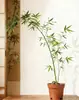 Plantas de Bambú Auténticas en Maceta para Interiores, Brotes de Bambú Preciosos, Plantas Verdes Ornamentales para Mesa de Té, Plantas Verdes de Escritorio, Bambú Bonsái, Plantas de Interior en Maceta