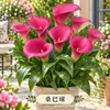 Bulbo de Lírio-do-calla Colorido Tubérculo Rizoma Flores de Jardim Plantas em Vaso Plantação de Quatro Estações Bulbo de Lírio-do-calla Holandês