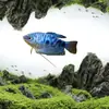 Pez Manlong, Alevines de Agua Dulce, Peces Ornamentales, Fáciles de Criar, Resistentes, Peces Pequeños Que No Necesitan Oxígeno, Pez Lili Pequeño y Colorido, Peces Vivos para Principiantes