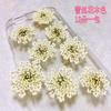 Atacado contas de neve flor renda flor estrela flor rosto maquiagem flor espécime de flor DIY artesanal flor epóxi manicure