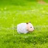 Micropaisaje de musgo, creativo, lindo, cordero, cerdo, granja, bricolaje, jardinería, paisajismo, accesorios, miniadornos