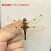 Venta Directa al Por Mayor de Fábrica de Especímenes Reales de Mariposas con Alas Extendidas, Diversos Insectos y Escarabajos, Accesorios para Fotos, Educación Científica, Especímenes Naturales