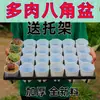 Macetas gruesas para suculentas, varios tamaños, macetas octogonales de plástico, al por mayor para uso doméstico, plantas en maceta, esquejes de hoja, macetas para plántulas, al por mayor por pieza