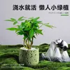 Árbol del Dinero Planta en Maceta Decoración Creativa de Planta para Escritorio Flor y Planta Verde para Oficina Adorno Hiedra Coco Rico Verde Bonsái Pequeño