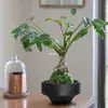 Recipiente Hidropónico No Poroso, Micro-Paisaje de Musgo Moneda de Cobre, Adorno Creativo de Cerámica, Maceta Negra para Helechos