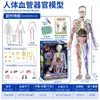 Modelo de Cuerpo Humano Juguetes Educativos Stem para Niños Modelo de Anatomía Humana Desmontable Reconocimiento de Órganos Fabricante Mayorista