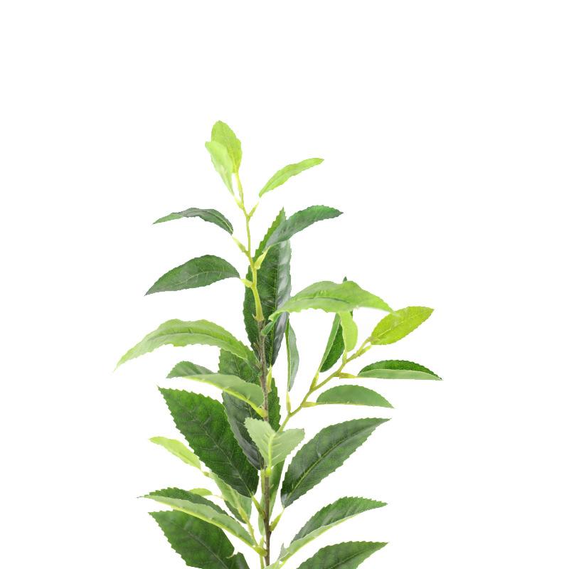 XRB-128 单枝福鼎大白茶叶 (2).jpg