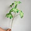 5 Folhas de Begônia Folhas de Chuva de Primavera Flores Artificiais de Casamento Fotografia Planta de Casa Decoração Floral Mori Vestido Suave Simulação Plantas Verdes