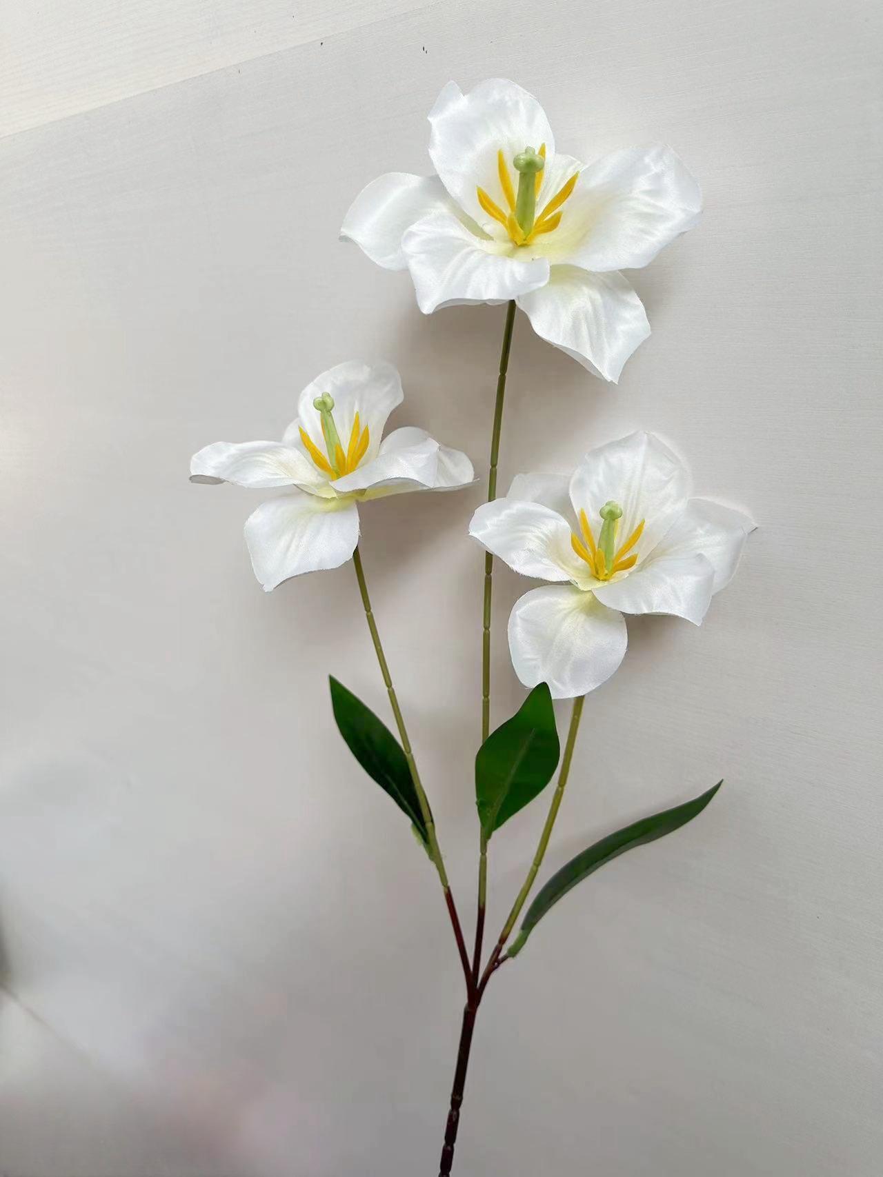 3头开口郁金香白色