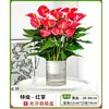 Plantas de anturio en maceta, plantas hidropónicas, anturio blanco, flores de buen augurio, plantas verdes de interior, árbol del dinero, buena suerte, fáciles de cuidar