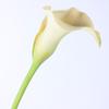 Simulación de gran lirio de cala de PU, decoración del hogar, decoración de interiores, fotografía, accesorios de flores falsas, adornos de flores de simulación