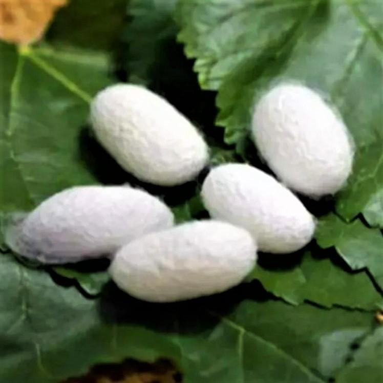 3蚕茧