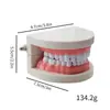 Modelo Dental Dientes Herramienta de Práctica Resina de Práctica Dental Molde de Diente Modelo Dental con Espacio Interdental