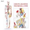 Modelo de esqueleto humano adulto, esqueleto, columna vertebral, disco, articulación, estándar médico, enseñanza, modelo de cuerpo entero