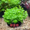 Plantas de musgo para paisajismo de acuarios persona perezosa agua dulce fácil de criar plantas verdes oxigenantes purifican el agua principiante hidropónico peces fácil de vivir plantas acuáticas