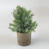 Combinação de venda imperdível da Amazon transfronteiriça Simulação de planta em vaso estilo nórdico mobiliário doméstico Desktop Mini Planta Verde Bonsai