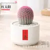 Plantas Suculentas de Interior, Cactos Pequenos em Vasos, Flores, Plantas Verdes, Escritório, Jardim de Infância, Mesa, Suculentas Tipo Cacto