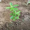 Muda de Árvore de Hortênsia Chinesa Douqiongqiong Hua Vila de Jardim Resistente ao Frio Resistente ao Calor Quatro Estações Tipo Maqiu Mudas de Plantas para Verdejamento