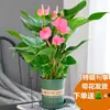 Anturio Rojo, Anturio Rosa, Anturio Blanco, Flores en Maceta, Plantas Verdes, Plantas Hidropónicas, Plantas de Interior Fáciles de Cultivar, Perennes Todo el Año