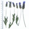 Flor de salvia lavanda flor seca flor real repujado mayoreo paquete de material diy espécimen de planta marco de fotos espécimen pegatina