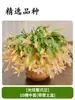 Orquídea Garra de Caranguejo Multicor em Vaso Quatro Estações Classe Doméstica Floração Dupla Mesa de Escritório Varanda Pátio Suculentas Plantas Verdes