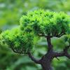 Planta Artificial Pino de Bienvenida Bonsái Flor de Simulación Hierba Acuática Accesorios para Moldeo por Inyección DIY Fabricante de Bonsáis de Plantas Verdes Suministro al por Mayor