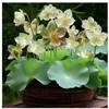 Tazón Semilla de Loto Serie Agua Cultivo Agua Cultivo Planta Verde Cultivo Nenúfar Loto Sin Suelo Maceta Semillas de Flores
