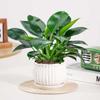 Suculentas hidropónicas florales, plantas de oficina, plantas verdes platino, plantas en macetas con diamantes dorados, rábano verde perezoso de hojas grandes, fácil de cultivar