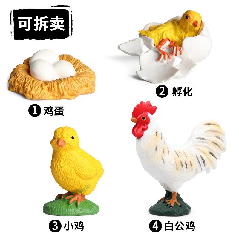 白公鸡