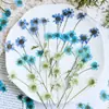 Manzanilla Teñida con Ramas, Flores Secas Multicabezales, Flores Prensadas, Kit de Materiales para Espécimenes de Plantas DIY, Scrapbooking y Resina Epoxi