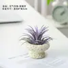Planta Aérea, Sem Terra, Planta Verde de Baixa Manutenção para Mesa Interna, Purifica o Ar, Absorve Formaldeído, Fácil de Cuidar, Pequeno Ornamento em Vaso